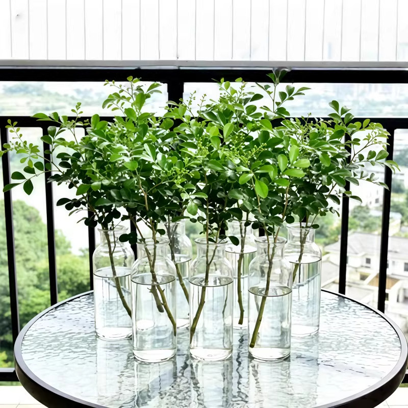 水培植物小叶女贞鲜切枝花卉绿植绿叶居家软装茶桌摆件阳台易成活,鲜花速递/花卉仿真/绿植园艺,红掌/凤梨/温室花卉,淘宝优惠券,粉丝福利购,淘宝优惠卷