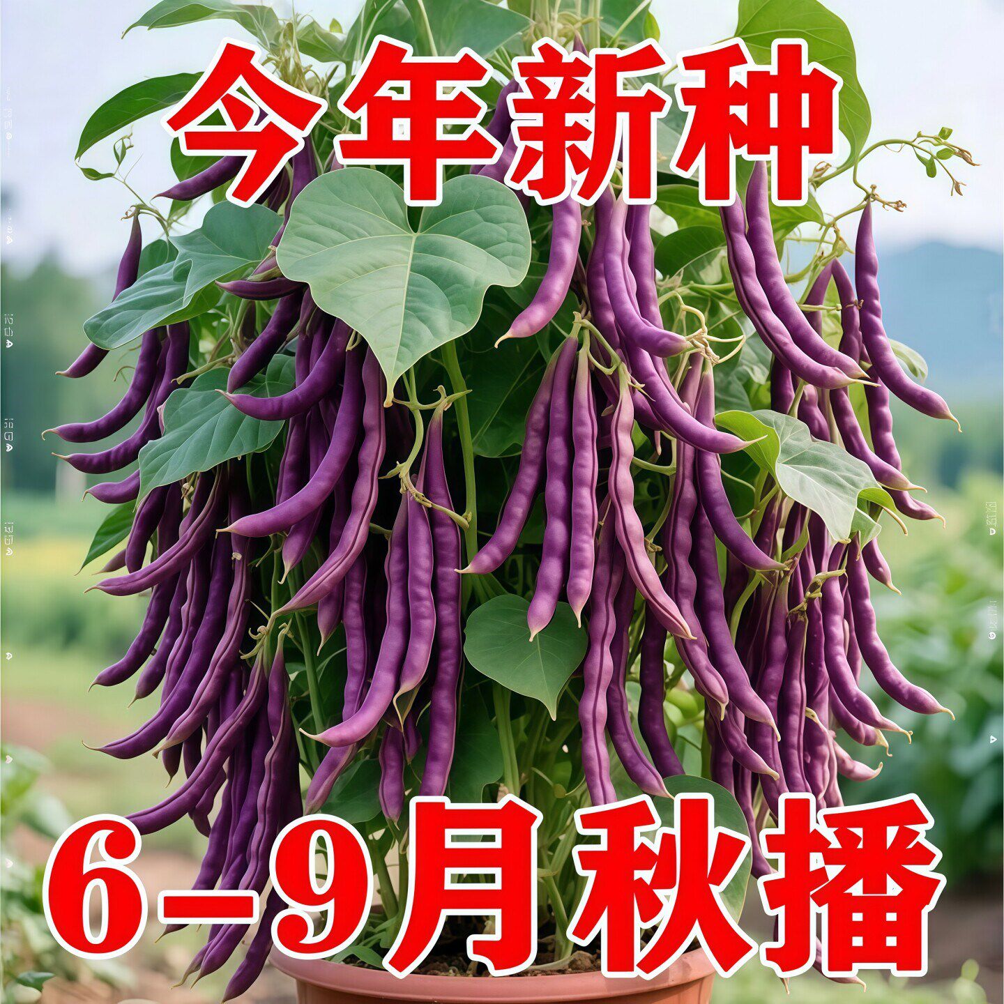 八月忙豆角种子冻死鬼耐寒耐热高产无筋四季豆摘不败秋紫豆豆角