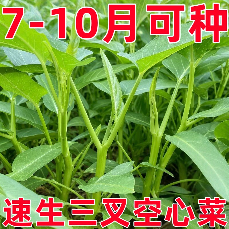 三叉空心菜种子四季青菜籽柳叶空心菜大叶三丫空心菜籽盆栽蔬菜种