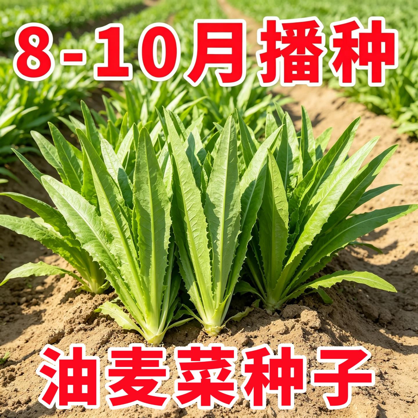 四季速生油麦菜种子清香无斑油麦菜种子四季庭院阳台耐热种子蔬菜