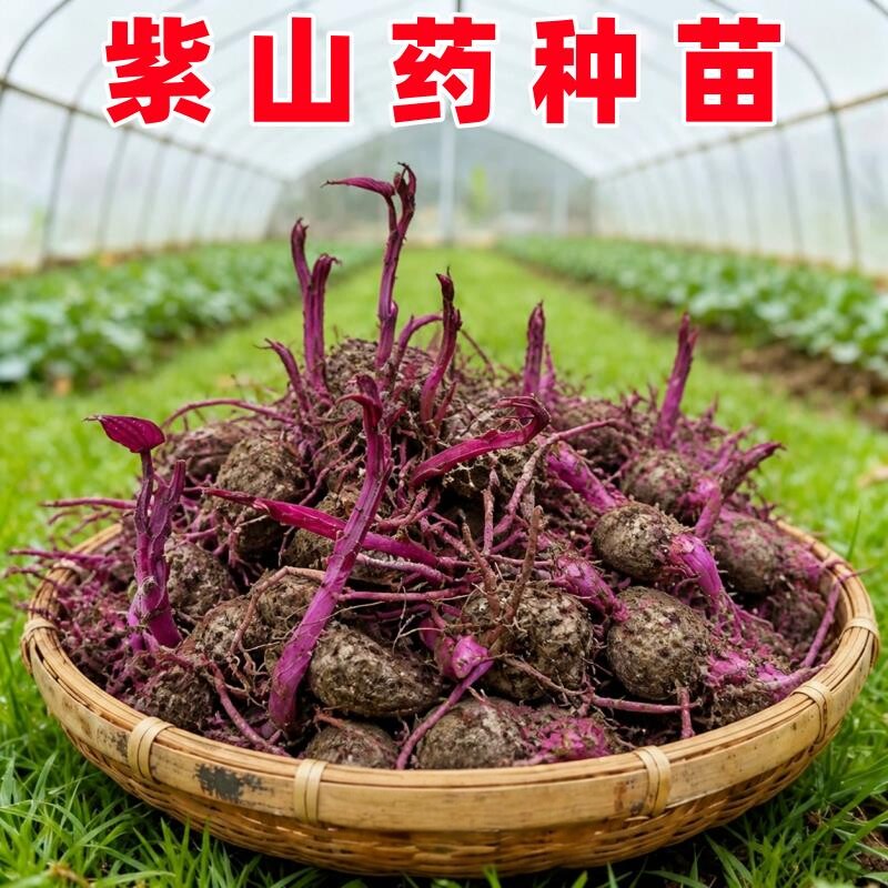 脚板薯紫山药种苗带叶江西赣州紫山药紫薯大薯毛薯紫脚板薯种子