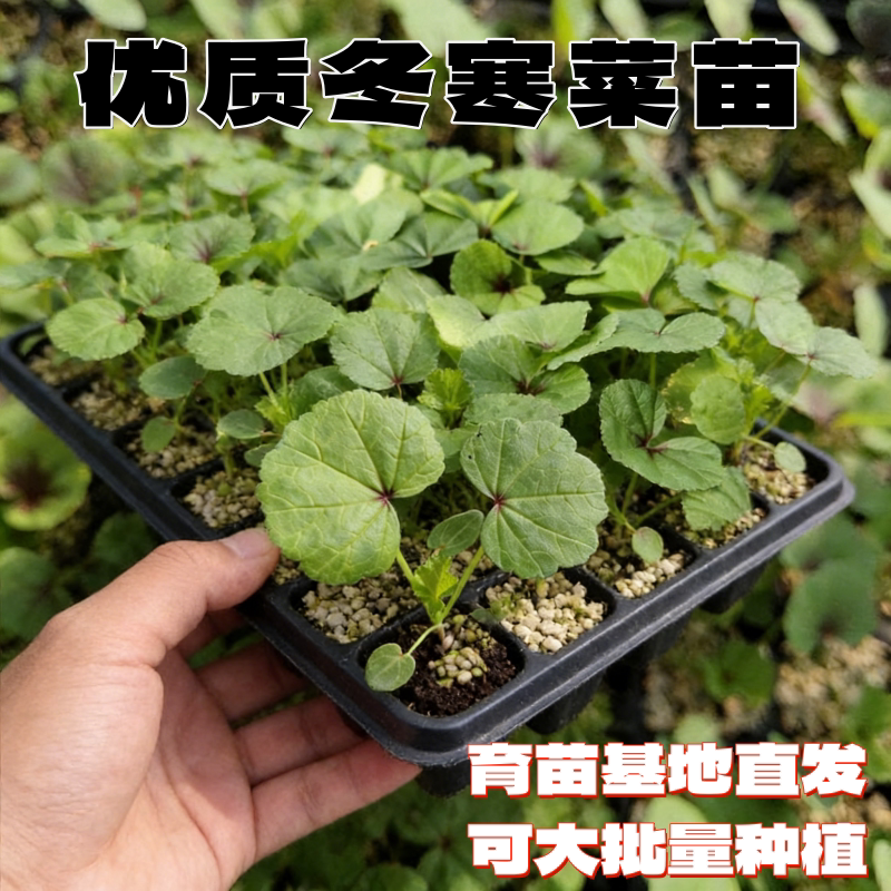 优质冬寒菜秧苗阳台盆栽小院种植冬苋菜冬葵菜秧苗带土球发货菜苗