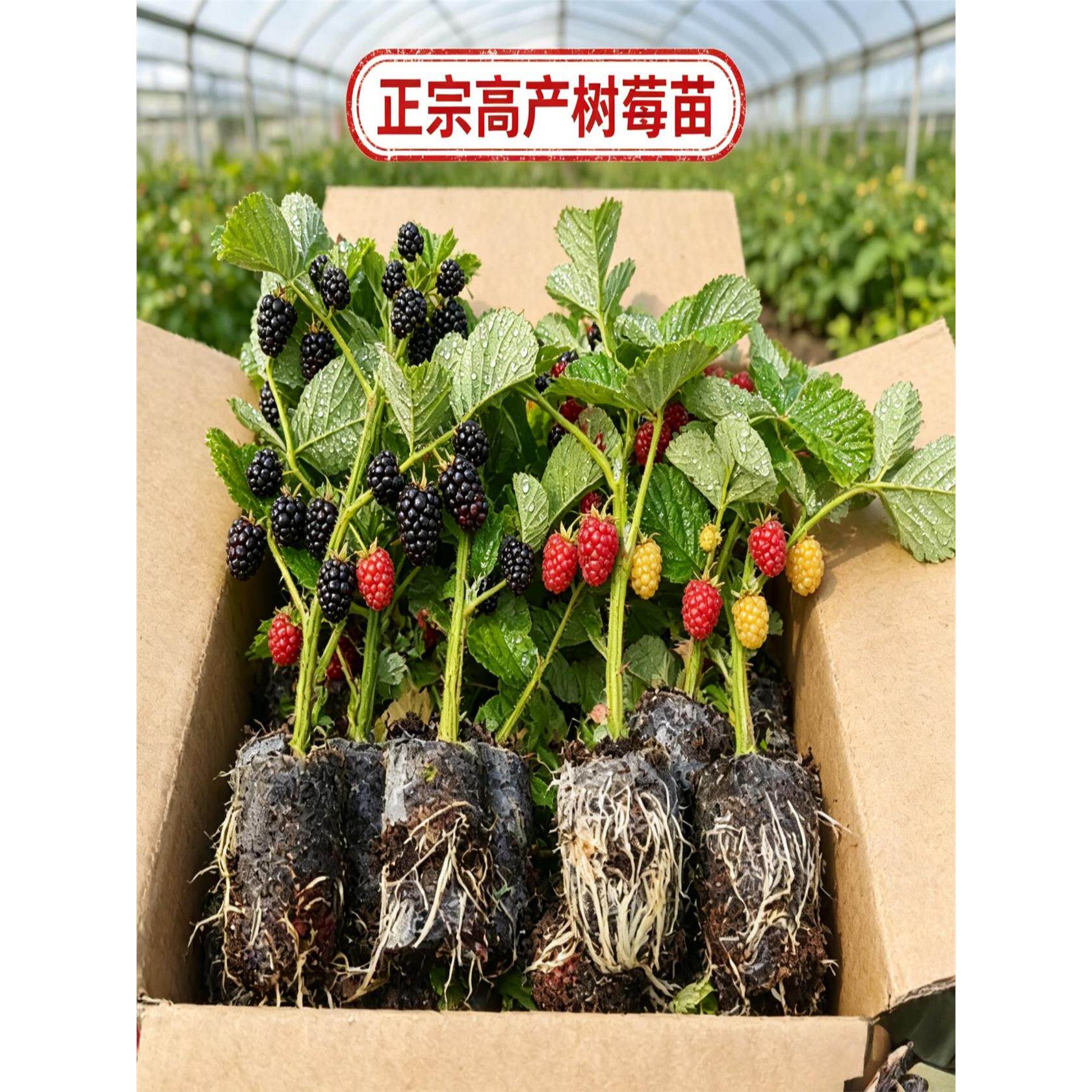 树莓苗双季覆盆子果树苗盆栽地栽南北方种植当年结果红黄黑树莓苗