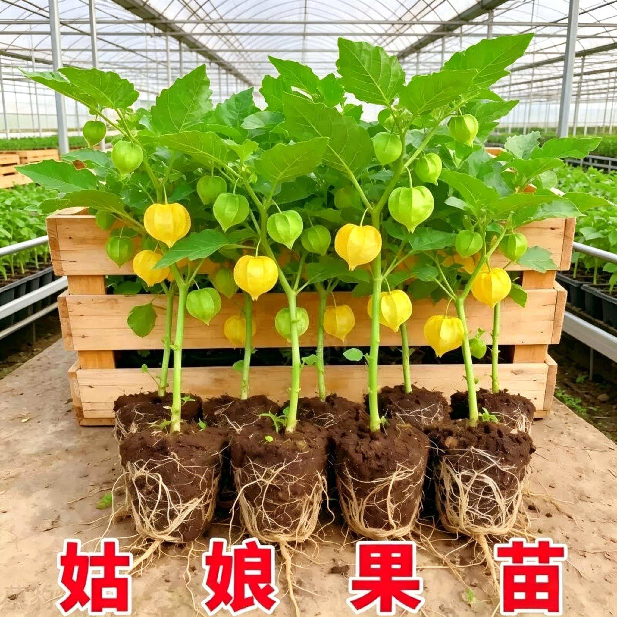 超甜大黄姑娘果苗秧苗带土正宗东北紫红菇娘果盆栽灯笼果春季菜苗