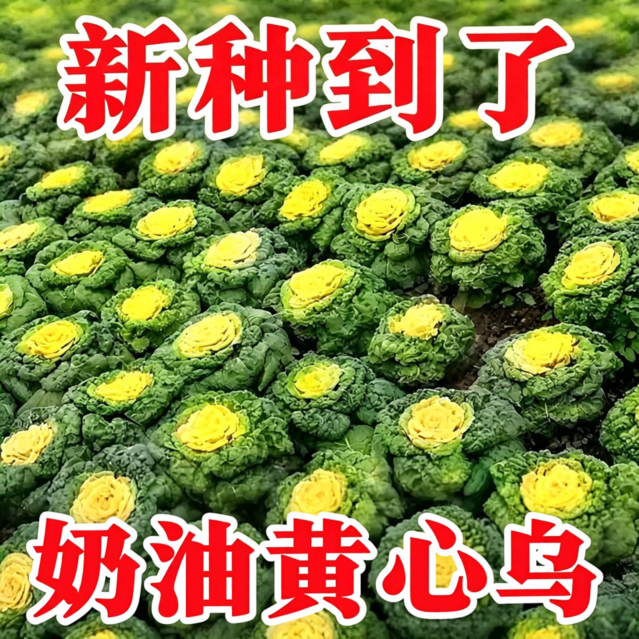 耐寒黄心乌塌菜黄心菜菊花心菜大白菜农家四季播蔬菜奶油黄金乌