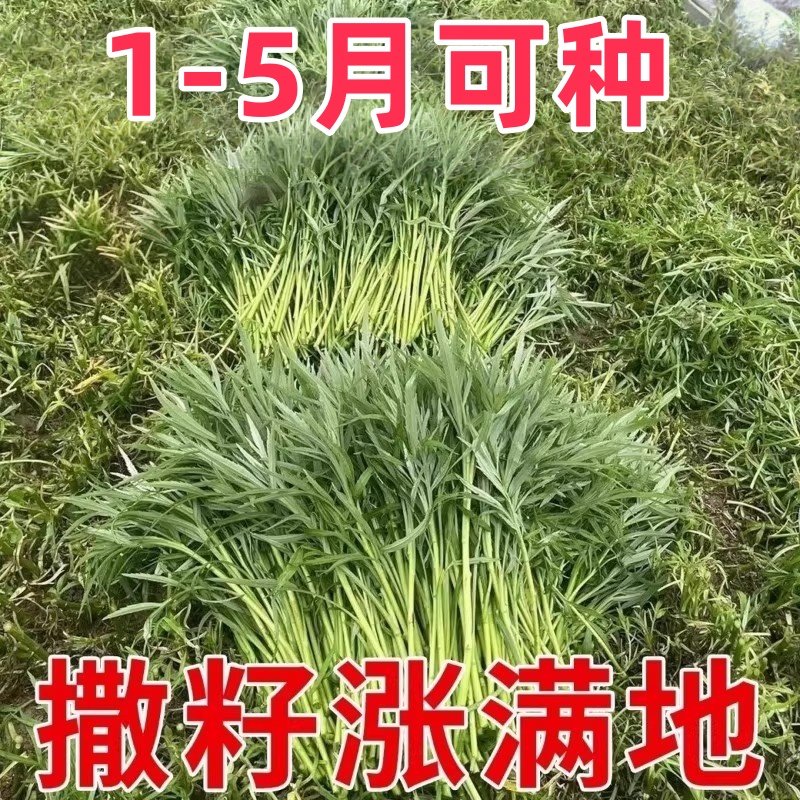 【特高产】美味芦蒿藜蒿种子四季盆栽地栽阳台小院种植高产,鲜花速递/花卉仿真/绿植园艺,红掌/凤梨/温室花卉,淘宝优惠券,粉丝福利购,淘宝优惠卷