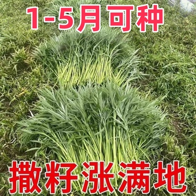 【特高产】美味芦蒿藜蒿种子四季盆栽地栽阳台小院种植高产