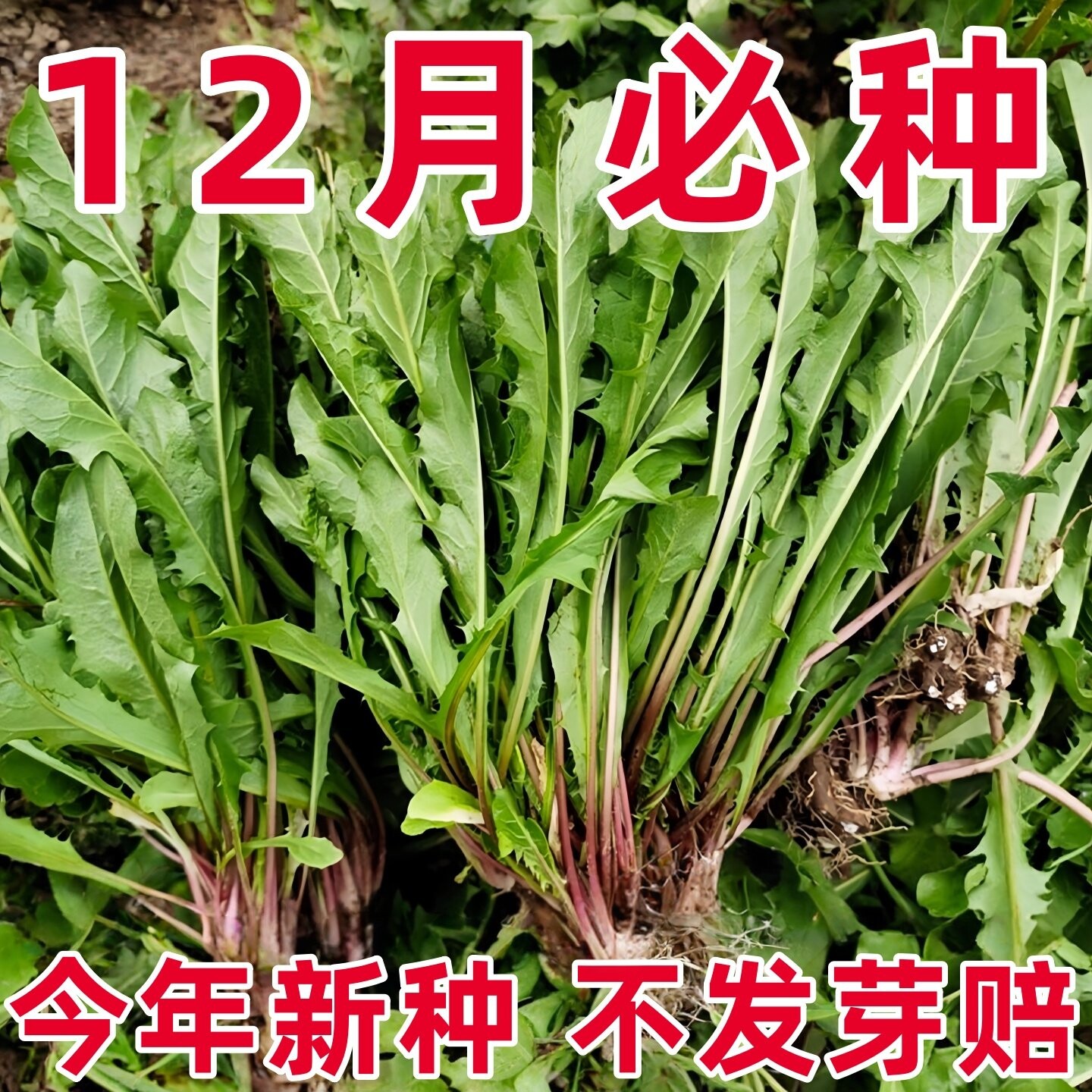 新品种蒲公英种籽子野菜婆婆丁种植药食用四季播种多年生蔬菜种子