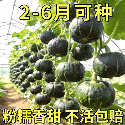 绿贝贝南瓜种籽苗正宗板栗味小南瓜种孑蜜本菜苗高产蔬菜种子大全