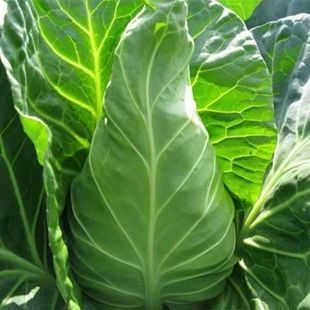 【新种上市】特大牛心甘蓝包菜卷心菜耐热耐寒春秋四季蔬菜包心菜