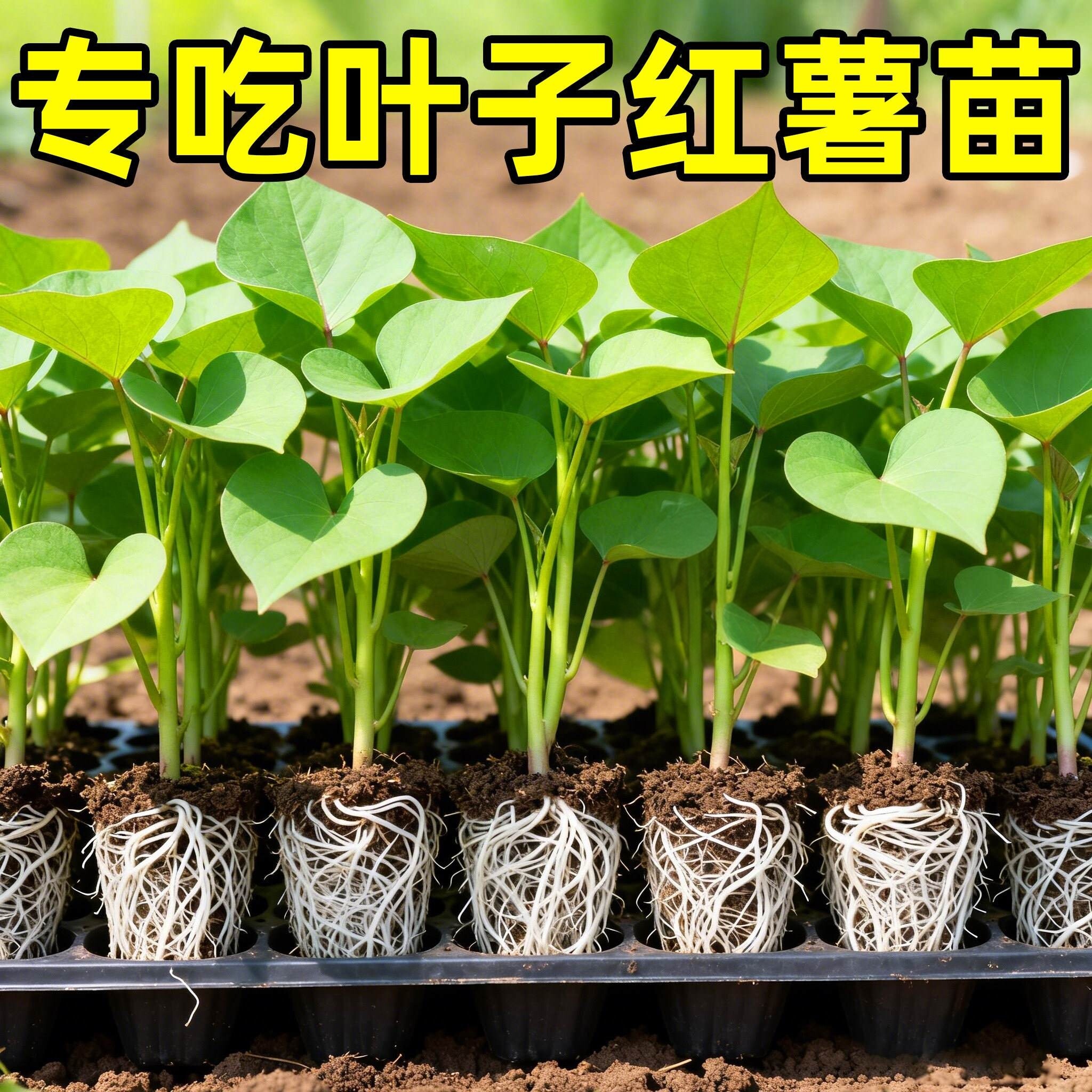 红薯叶苗专吃叶的种苗食叶型番薯叶苗秧地瓜苗苕尖种子植蔬菜盆栽