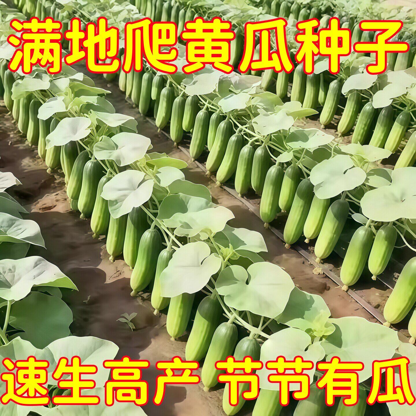 水果黄瓜种子四季种植阳台黄瓜种籽孑大全盆栽蔬菜种黄瓜种植大全