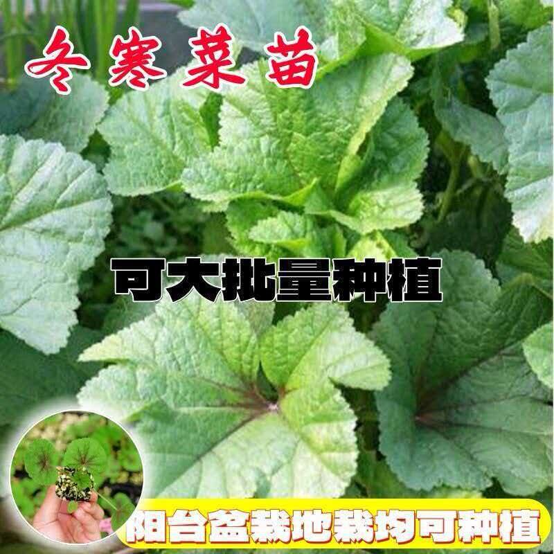 秋冬冬寒菜苗新鲜带土发货蔬菜种苗口感鲜嫩爽口带土球冬寒菜菜苗