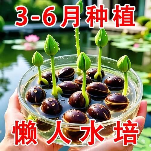 水培植物碗莲种子花卉室内好养四季播种水养荷花盆栽客厅开花睡莲