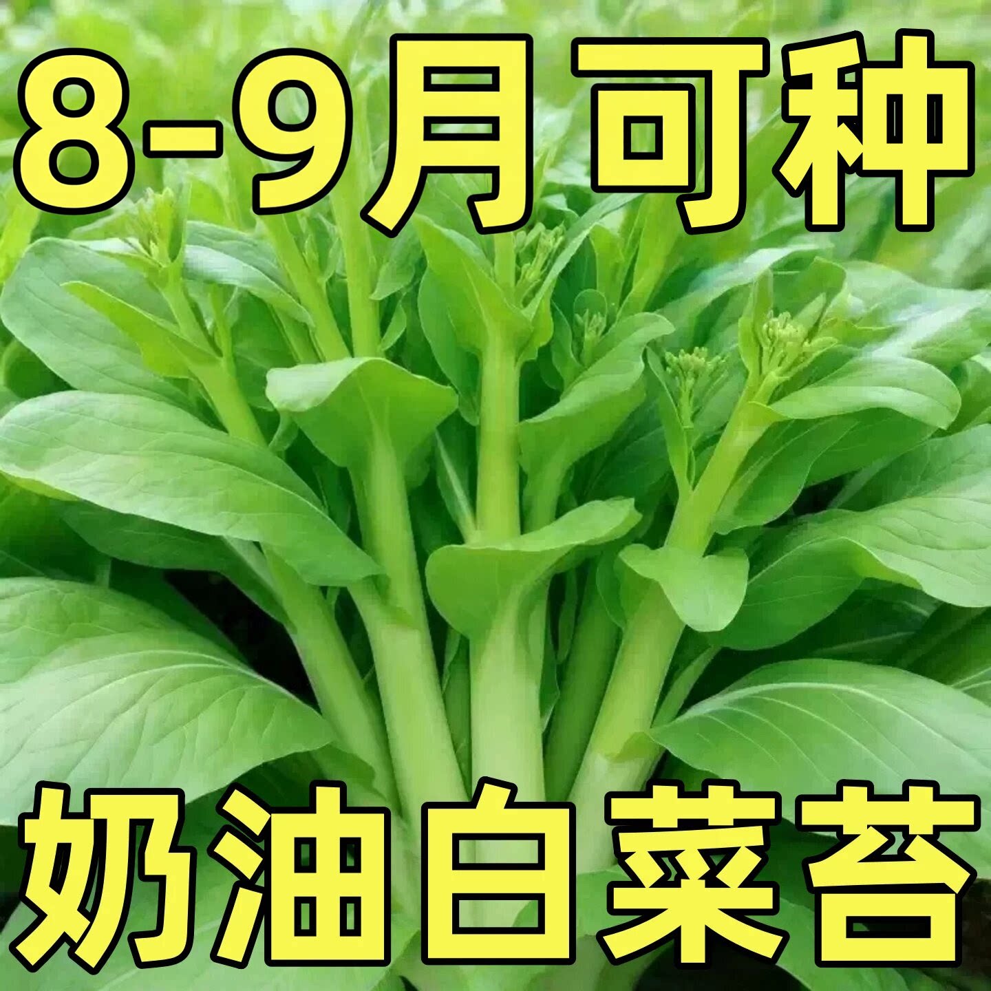 奶油白菜苔种子四季阳台盆栽蔬菜耐热耐寒菜薹懒人易种菜心青菜籽