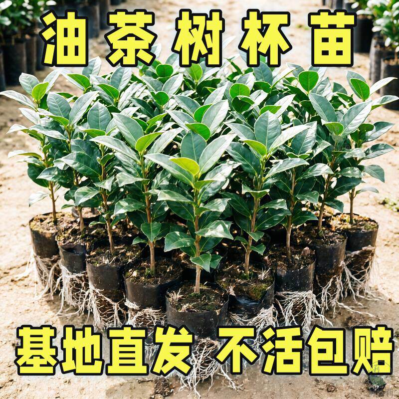 带叶大花油茶苗高产油茶树苗茶树苗茶子树苗茶花苗油茶花苗