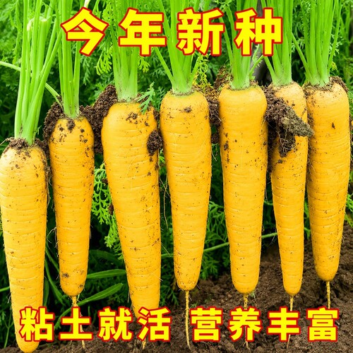 水果胡萝卜种子秋四季黄胡萝卜种籽新疆手抓饭配菜胡罗卜蔬菜种孑