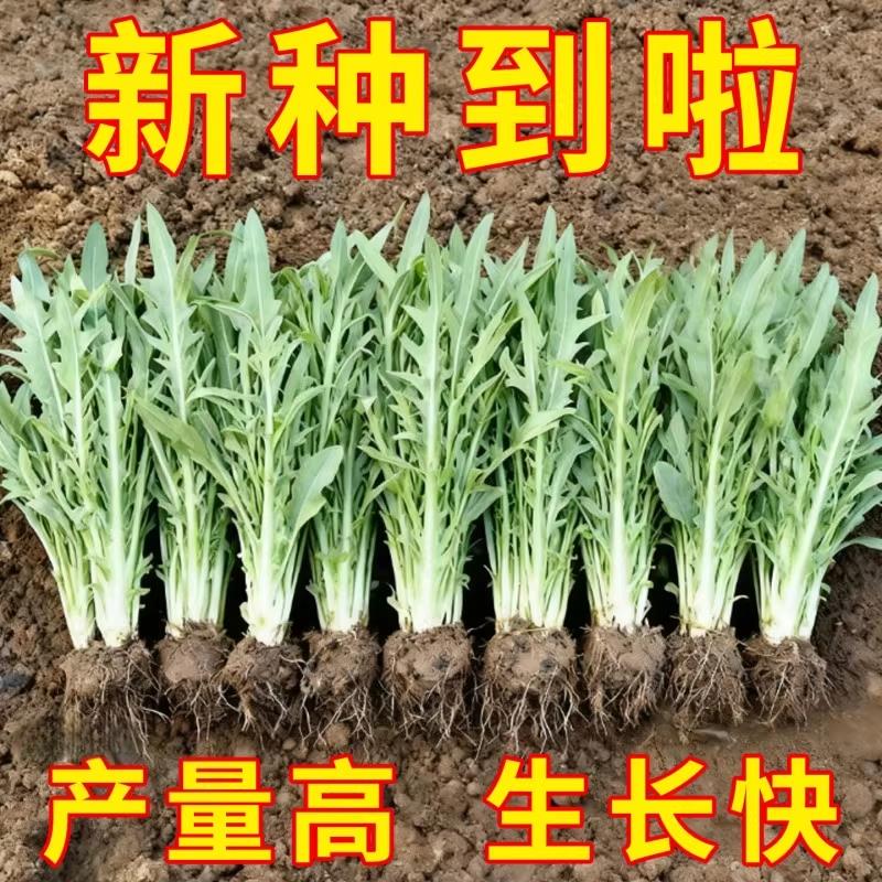 四季花芽甜麦菜种子广东甜麦菜苦麻菜籽青菜春秋季阳台蔬菜种孑籽