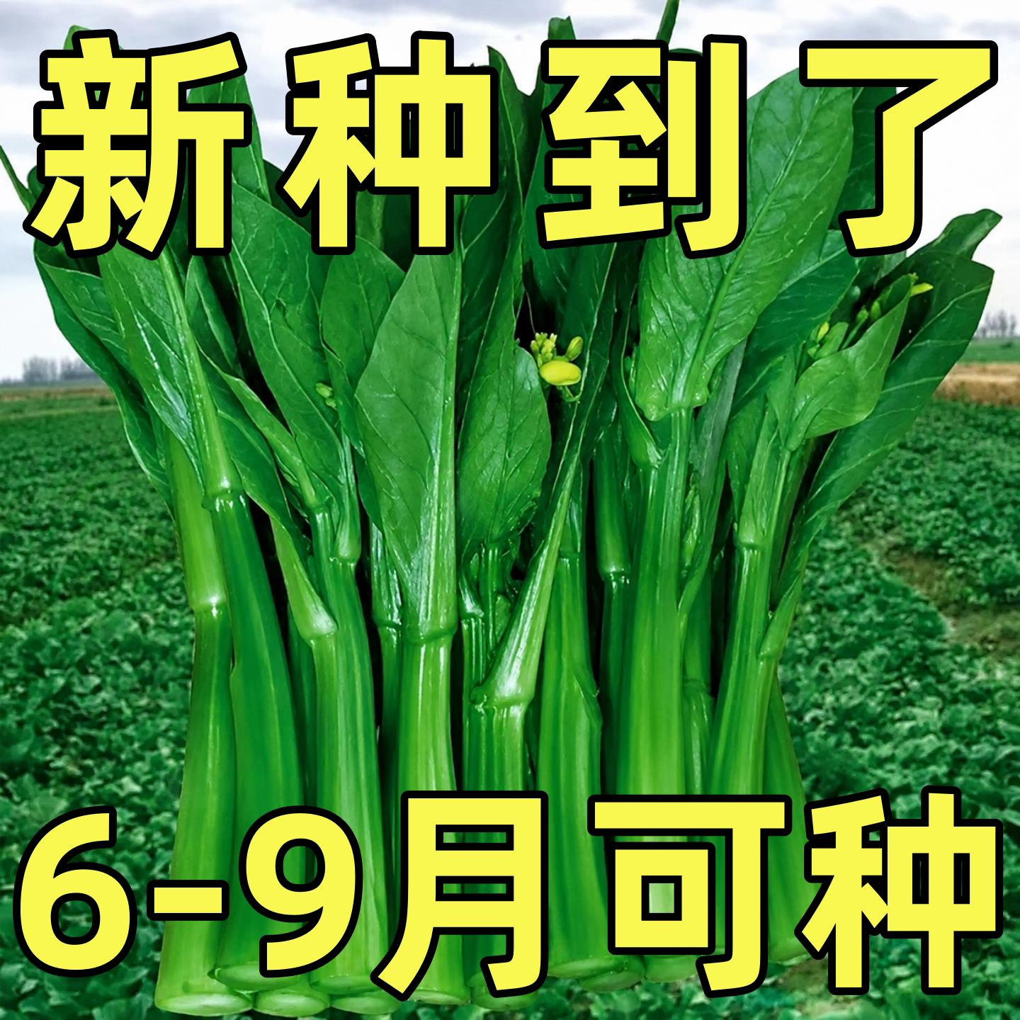 广东四九菜心种子红菜苔孑白菜苔四季蔬菜种籽苗秧增城迟青菜大全