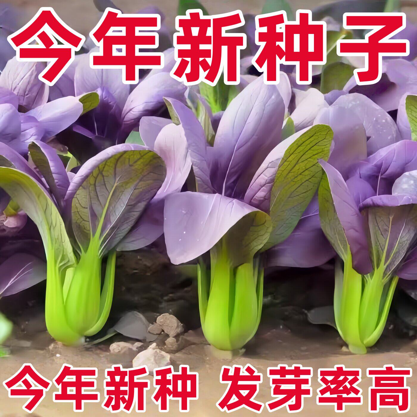 紫油菜苗紫罗兰青菜速生油菜种苗四季阳台春夏秋冬菜园青梗小青菜