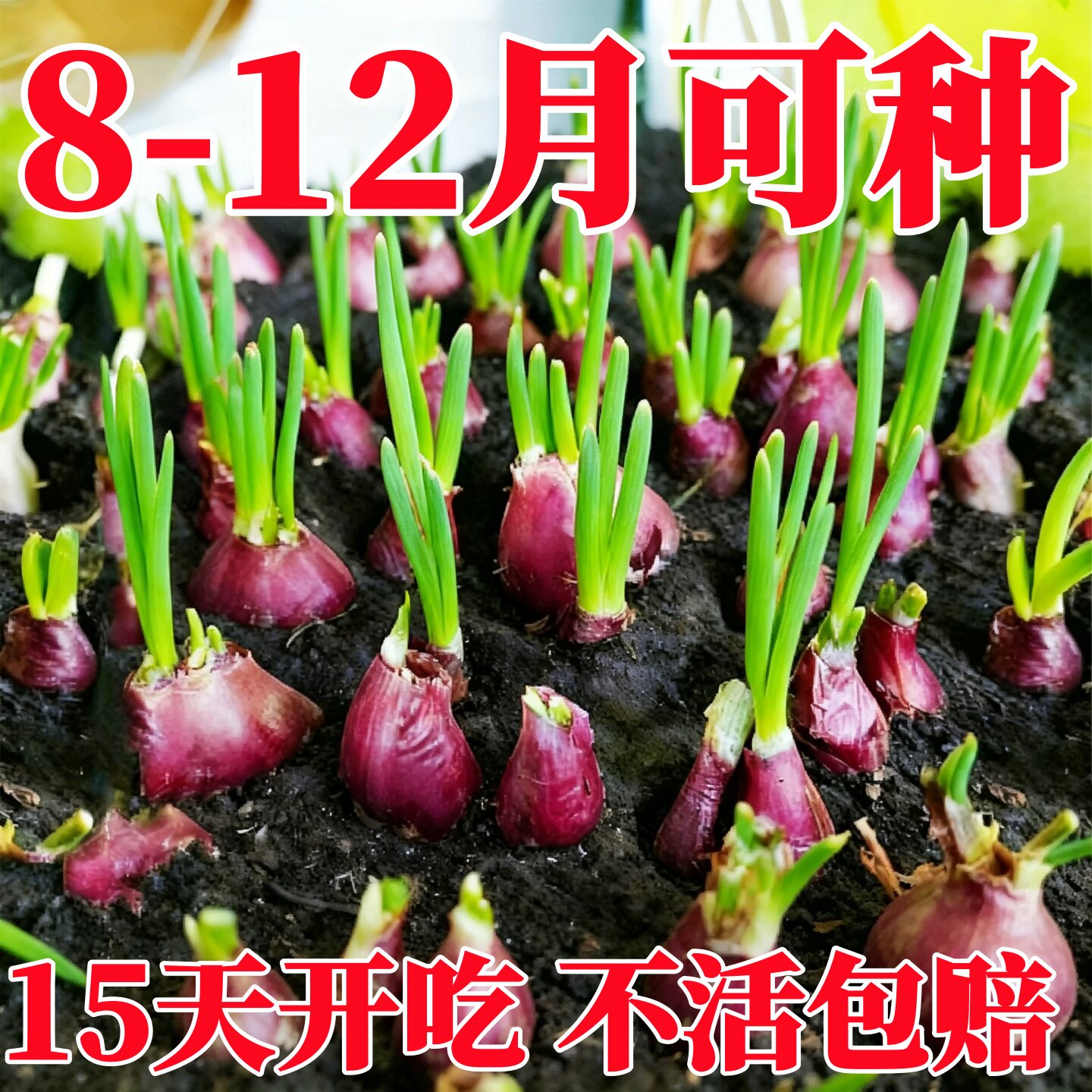 四季小香葱种头四川葱种葱种子种籽小葱葱头红葱本地火葱头种