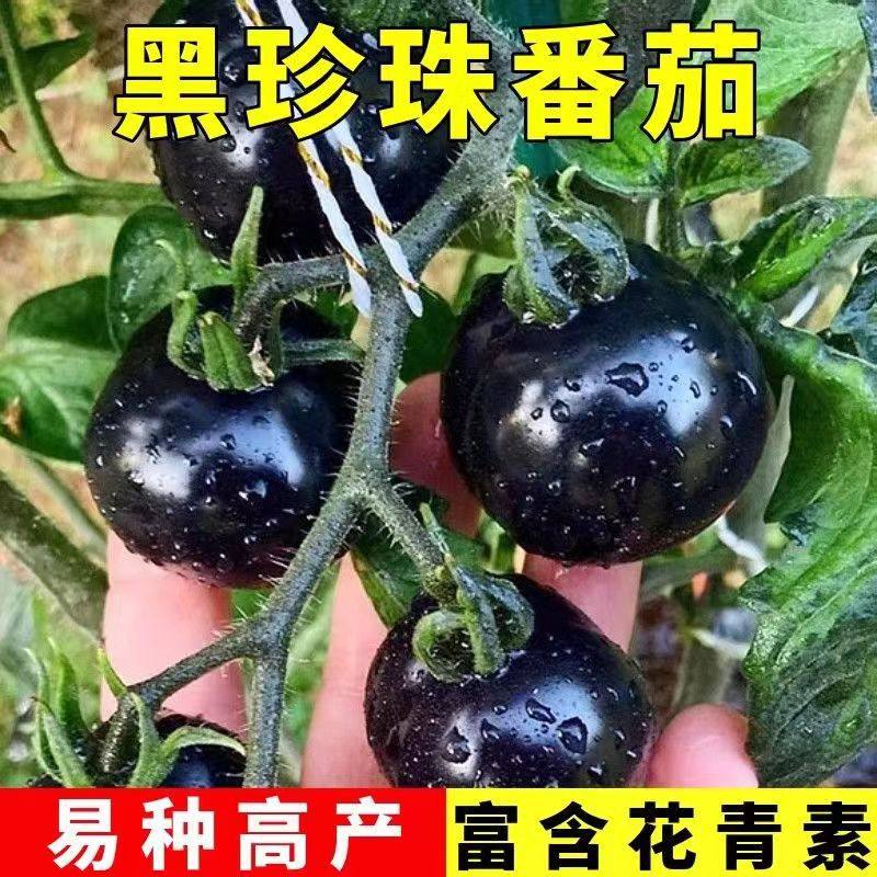 黑珍珠樱桃小番茄种子 四季阳台盆栽糖心黑宝石番茄水果番茄种子