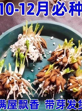 【带芽发货】进口蝴蝶花毛茛种球耐寒浓香阳台盆栽洋牡丹球根花卉