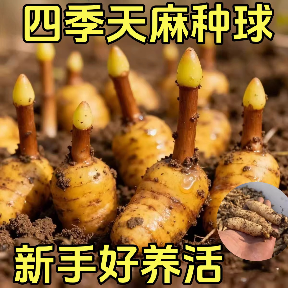 热销!天麻种球四季新品种植盆栽阳台高发芽率天麻秋冬种植蔬菜种
