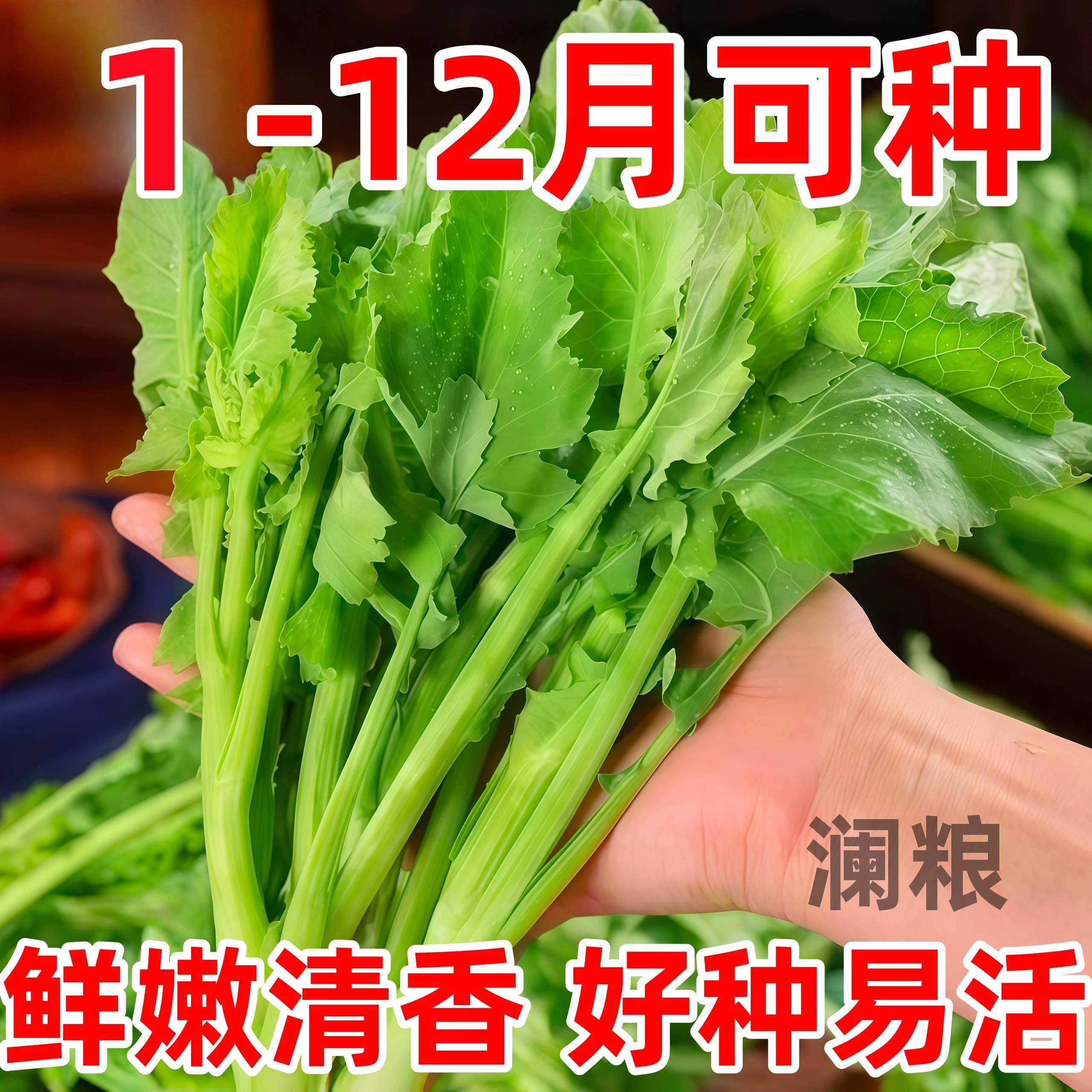 板蓝根青菜种子阳台种菜菜籽种植阳台庭院春秋植物盆栽蔬菜种籽,鲜花速递/花卉仿真/绿植园艺,种苗/半成品盆栽,淘宝优惠券,粉丝福利购,淘宝优惠卷