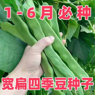 高产宽扁芸豆种子无筋架豆种籽豆种四季豆蔬菜孑早熟扁豆油豆豆角