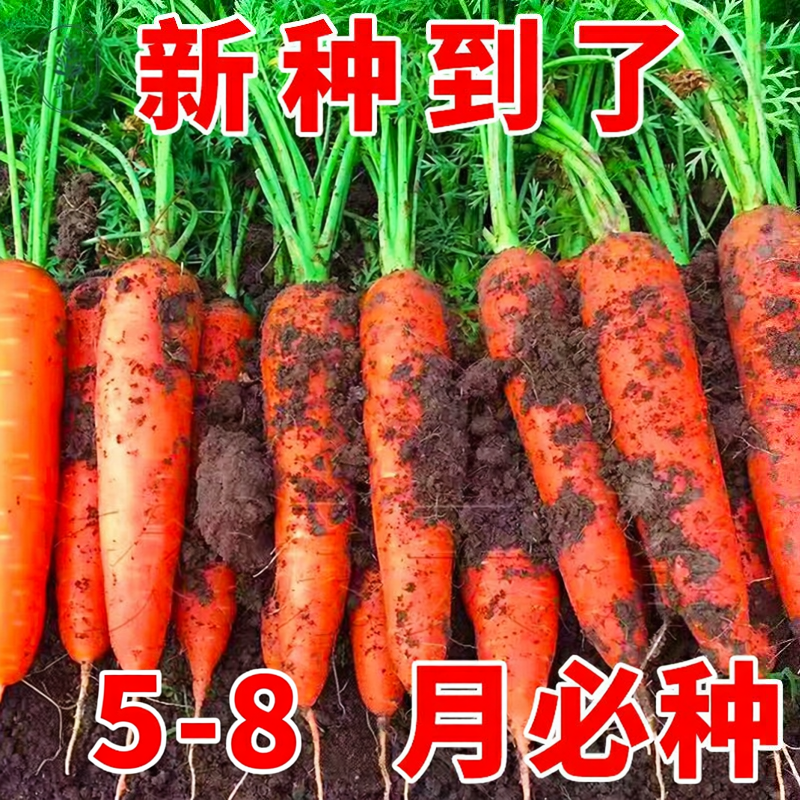 耐寒胡萝卜种籽子四季秋冬播八寸参红色高产菜园盆栽蔬菜种孑