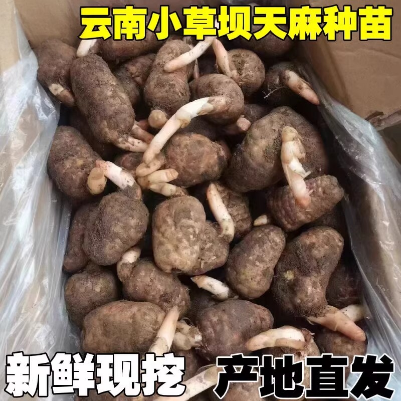 【正宗云南天麻种子】四季种植盆栽阳台秋冬种植高产蔬菜高发芽率