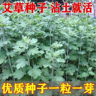 正宗艾草种子可食用艾草药用艾草驱蚊艾叶室外庭院野生蕲艾草种籽
