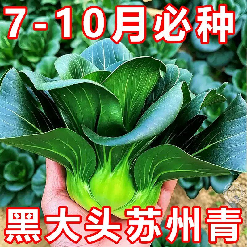 正宗苏州青种子黑大头黑叶矮脚耐寒青梗上海青菜种籽蔬菜种孑大全