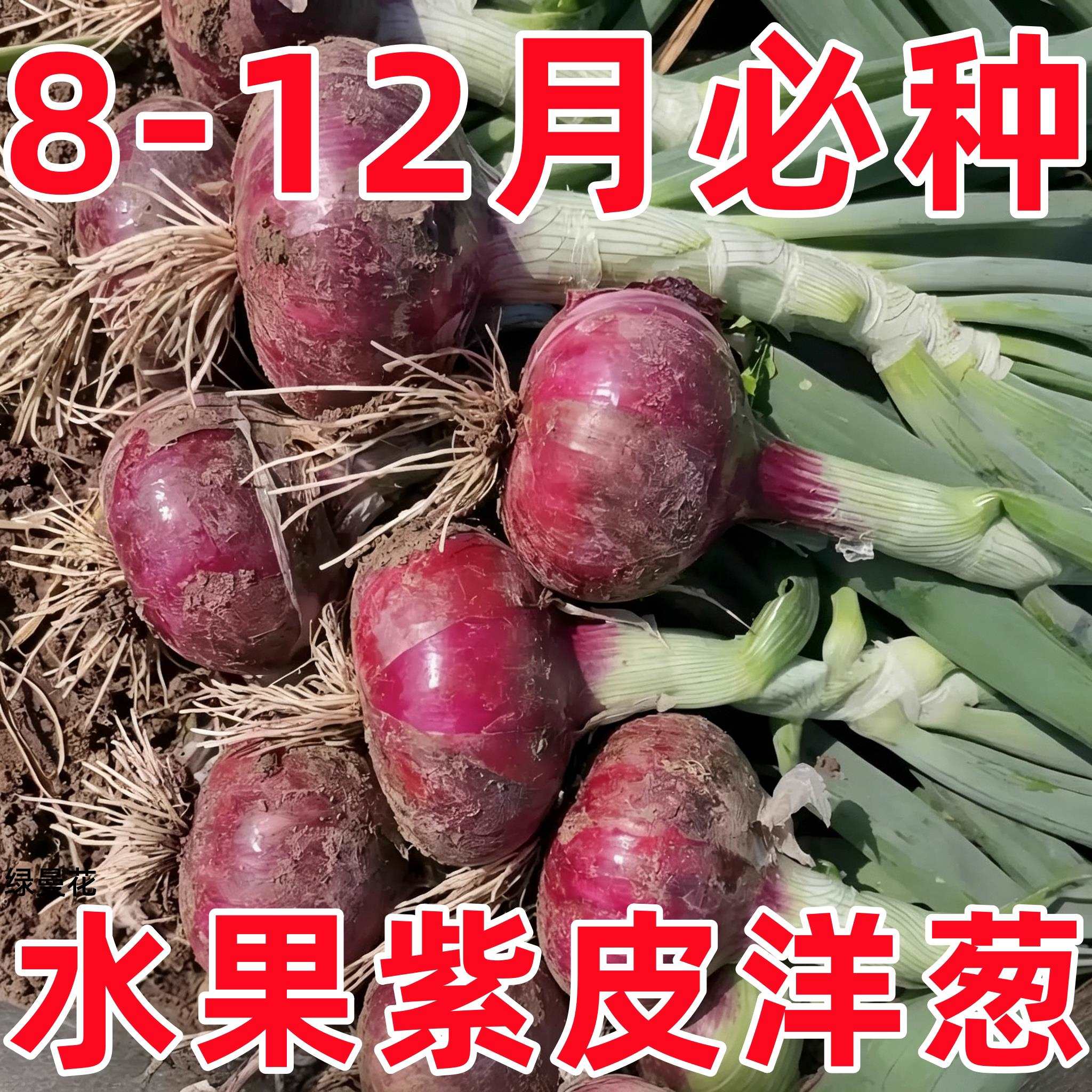 水果紫皮洋葱种子超甜生吃特大高产耐热四季阳台庭院圆葱蔬菜种籽