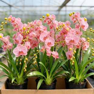 文心兰带花苞盆栽香水梦香兰兰花室内开花卉植物阳台耐寒绿植秋冬