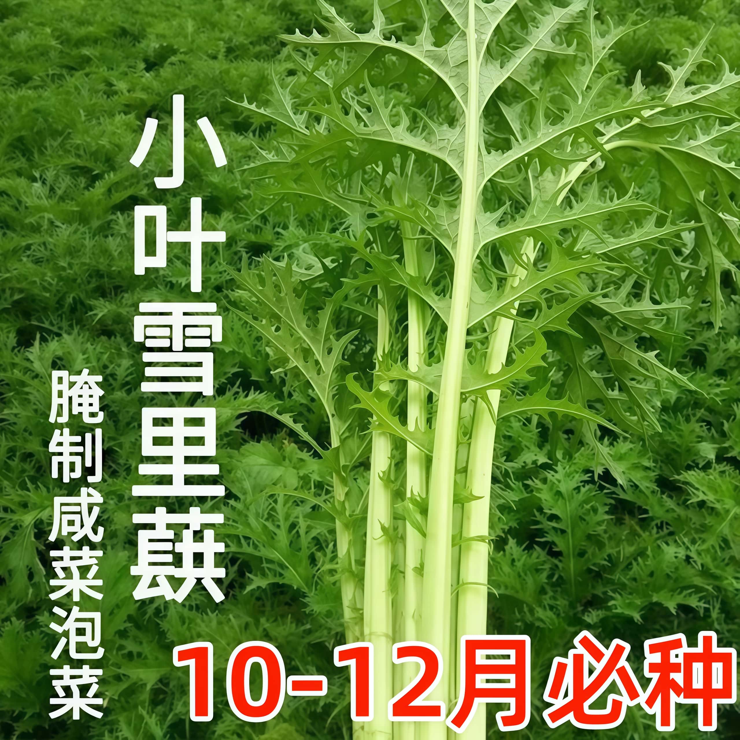 小叶雪里蕻种子细叶雪里红菜四季酸菜咸菜腌菜雪菜青菜蔬菜种籽