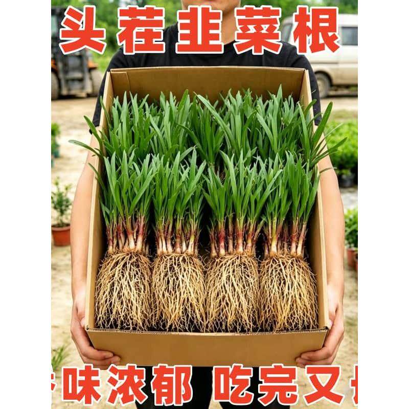 现挖新韭菜根苗香韭菜本土小叶韭菜根农家品种紫红根细叶阳台地栽