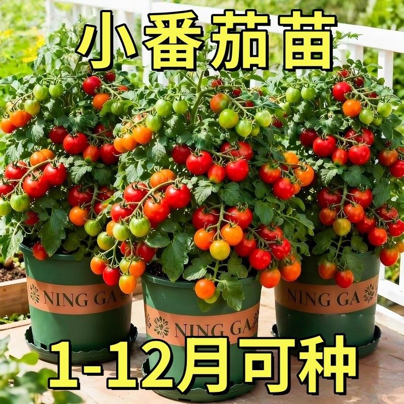 矮生小番茄苗秧盆栽西红柿圣女果种苗菜苗秋冬季蔬菜秧苗带果水果,鲜花速递/花卉仿真/绿植园艺,红掌/凤梨/温室花卉,淘宝优惠券,粉丝福利购,淘宝优惠卷
