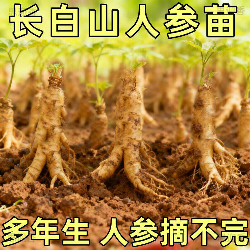 耐寒人参活苗盆栽人参苗带土长白山人参苗子种植带盆种苗山参幼苗