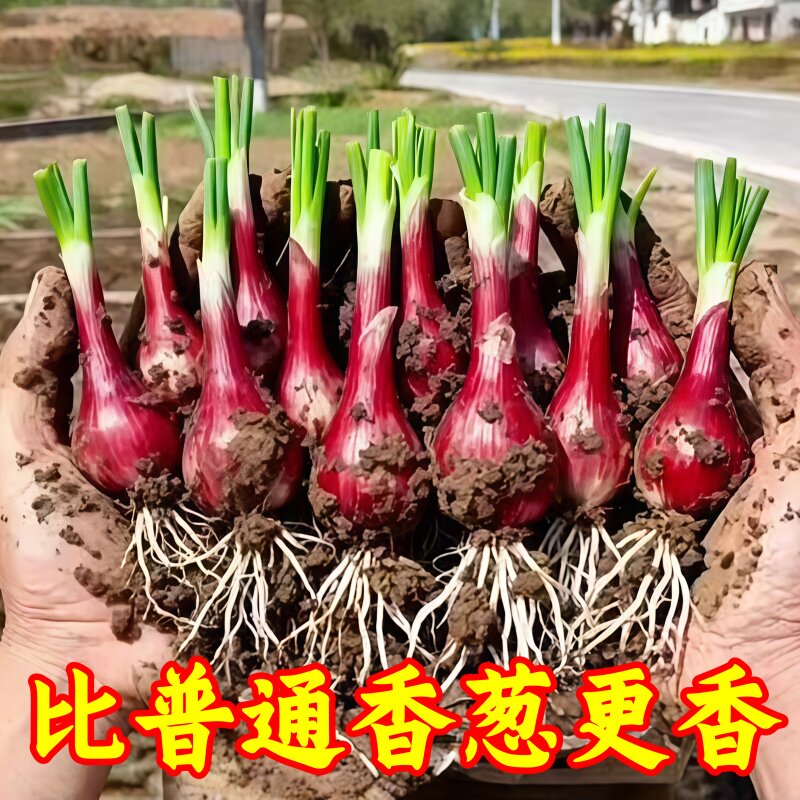 浓香型红葱头四季小香葱食用细小香葱阳台庭院红葱头新四川红葱头