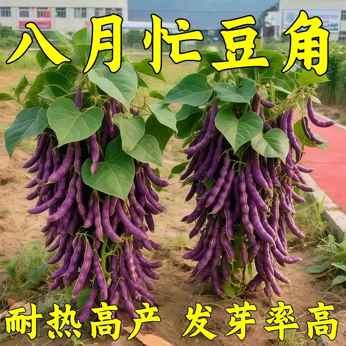 高产八月忙冻死鬼豆角种子耐寒耐热无筋豆角四季田园庭院易种籽