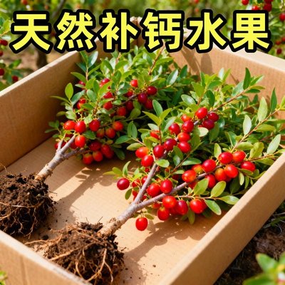 中华钙果中科院农大钙果苗盆载钙果树苗果树中华高钙果树苗苗大果