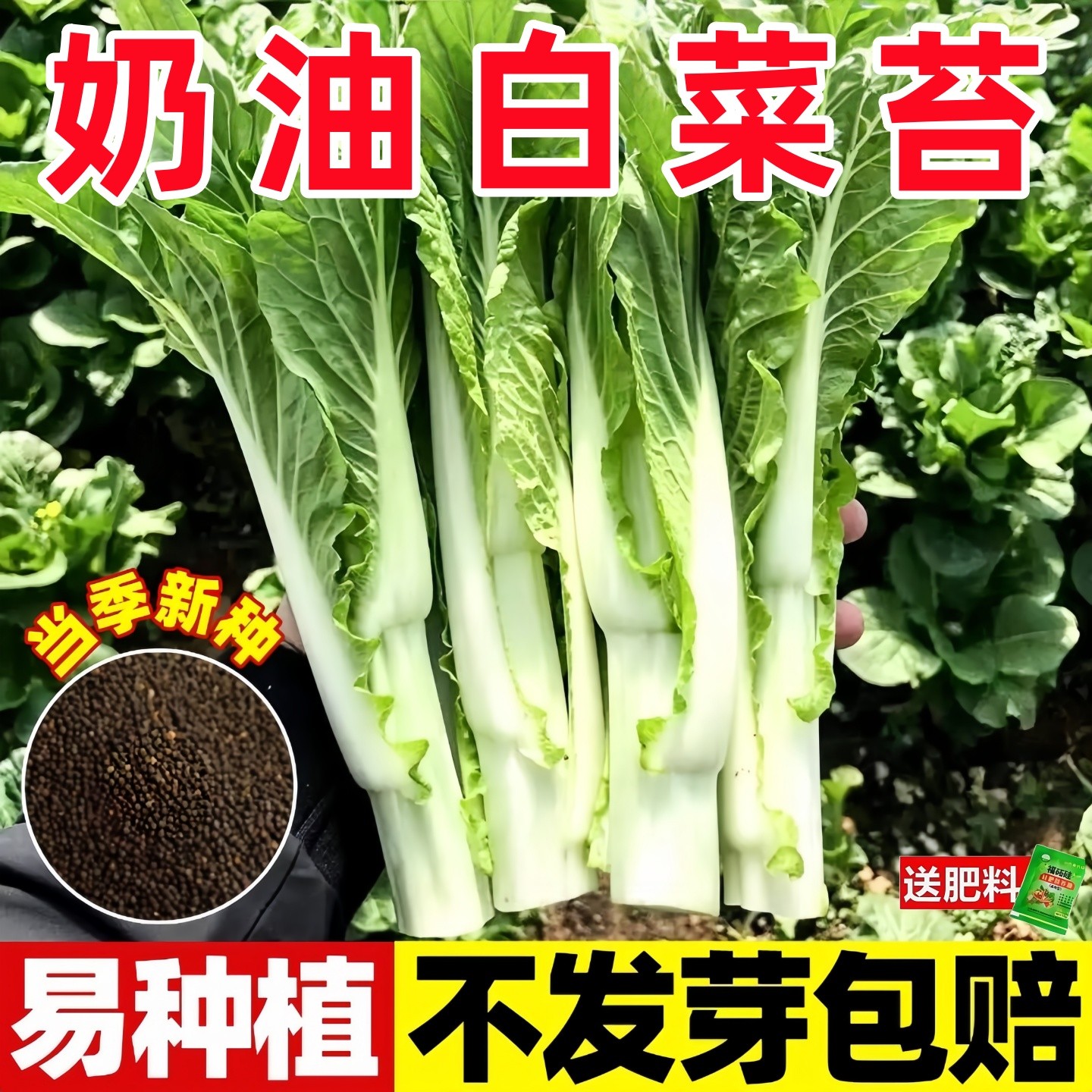 白菜苔种子速生四季早熟奶油白菜台种籽四九菜心蔬菜种植阳台庭院