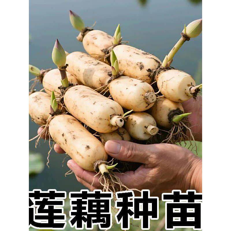 粉藕莲藕种苗洪湖粉藕苗高产食用藕种盆栽缸桶池塘水田深浅水种植