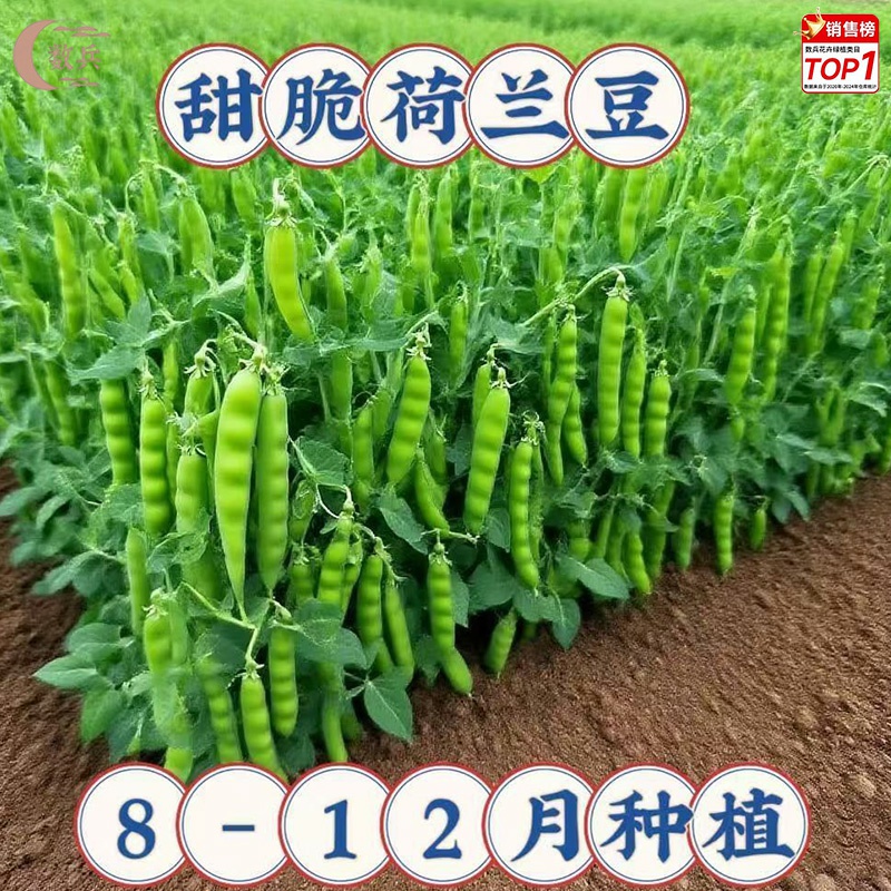 荷兰豆甜脆种子菜豌豆双花双夹高产耐寒农家自种秋冬季豆角菜种子