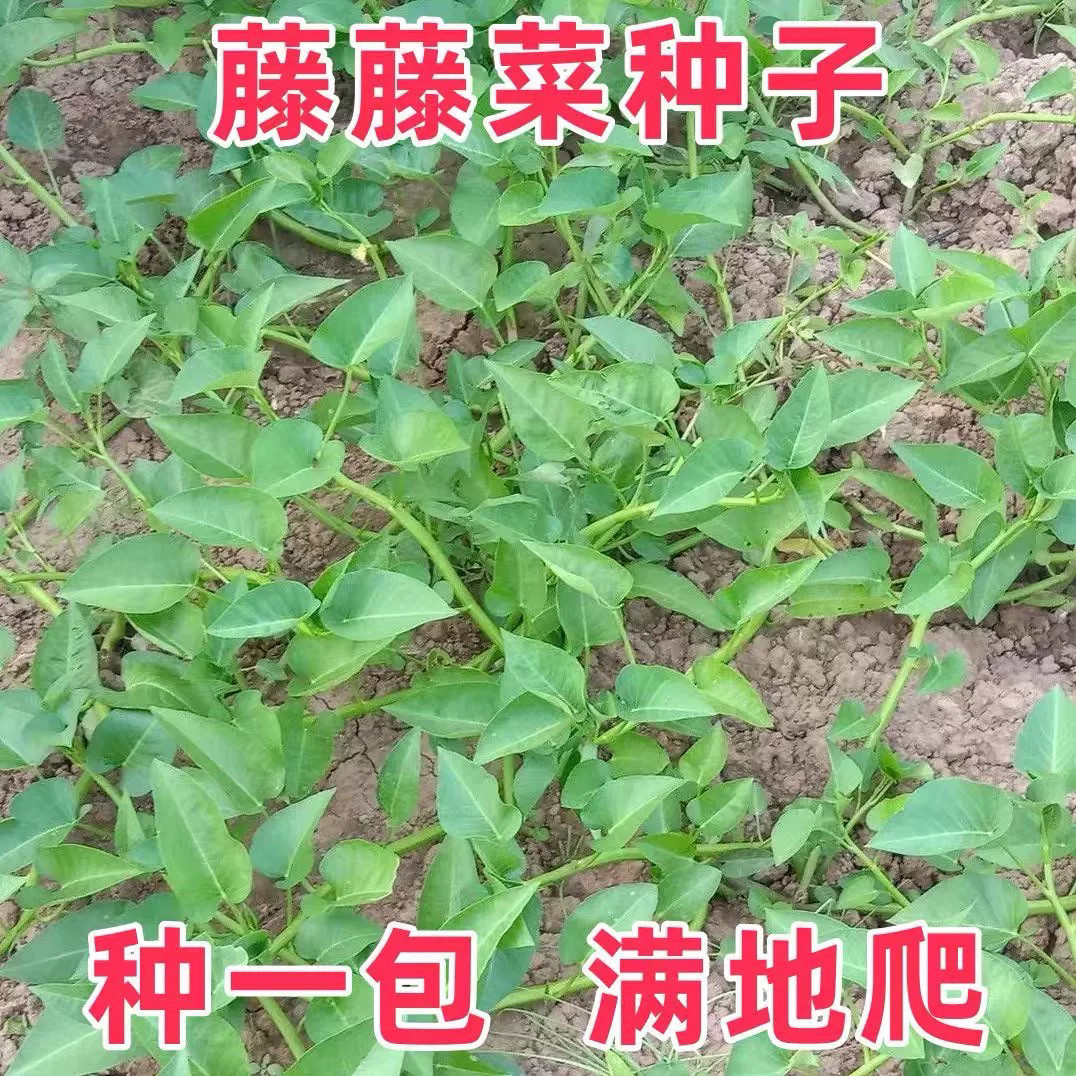藤菜种子四季播农家蔬菜种子爬藤菜种籽阳台盆栽地栽蔬菜种子大全