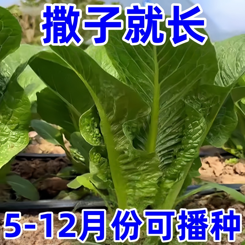 孔雀菜不生虫不打药生吃脆高营养直立生菜四季播生甜菜沙拉菜