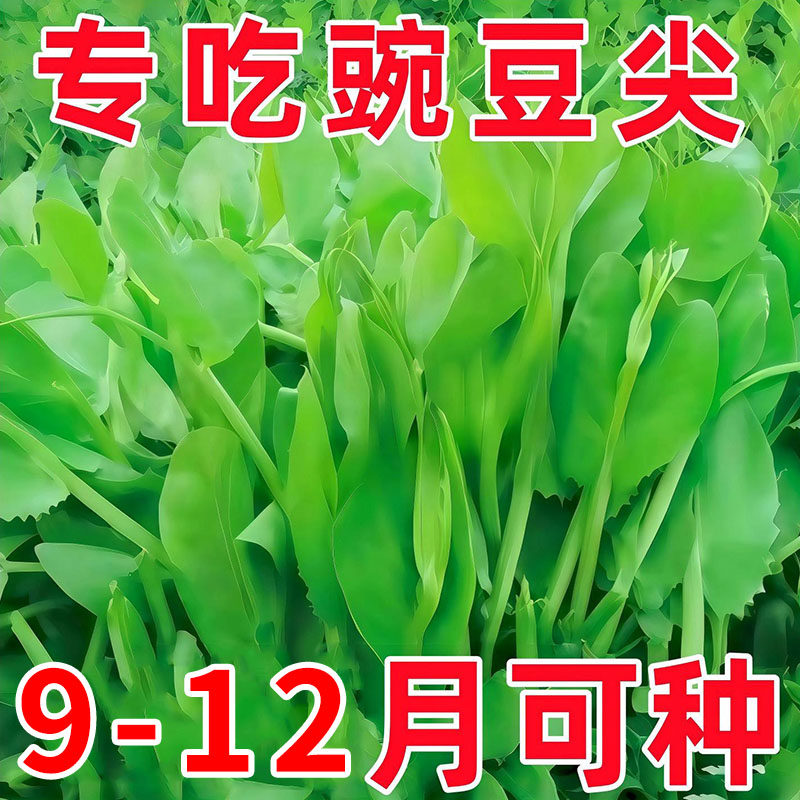 豌豆种子豌豆尖种籽专吃豌豆苗四季甜豌豆荷兰豆蔬菜种孑四川无须