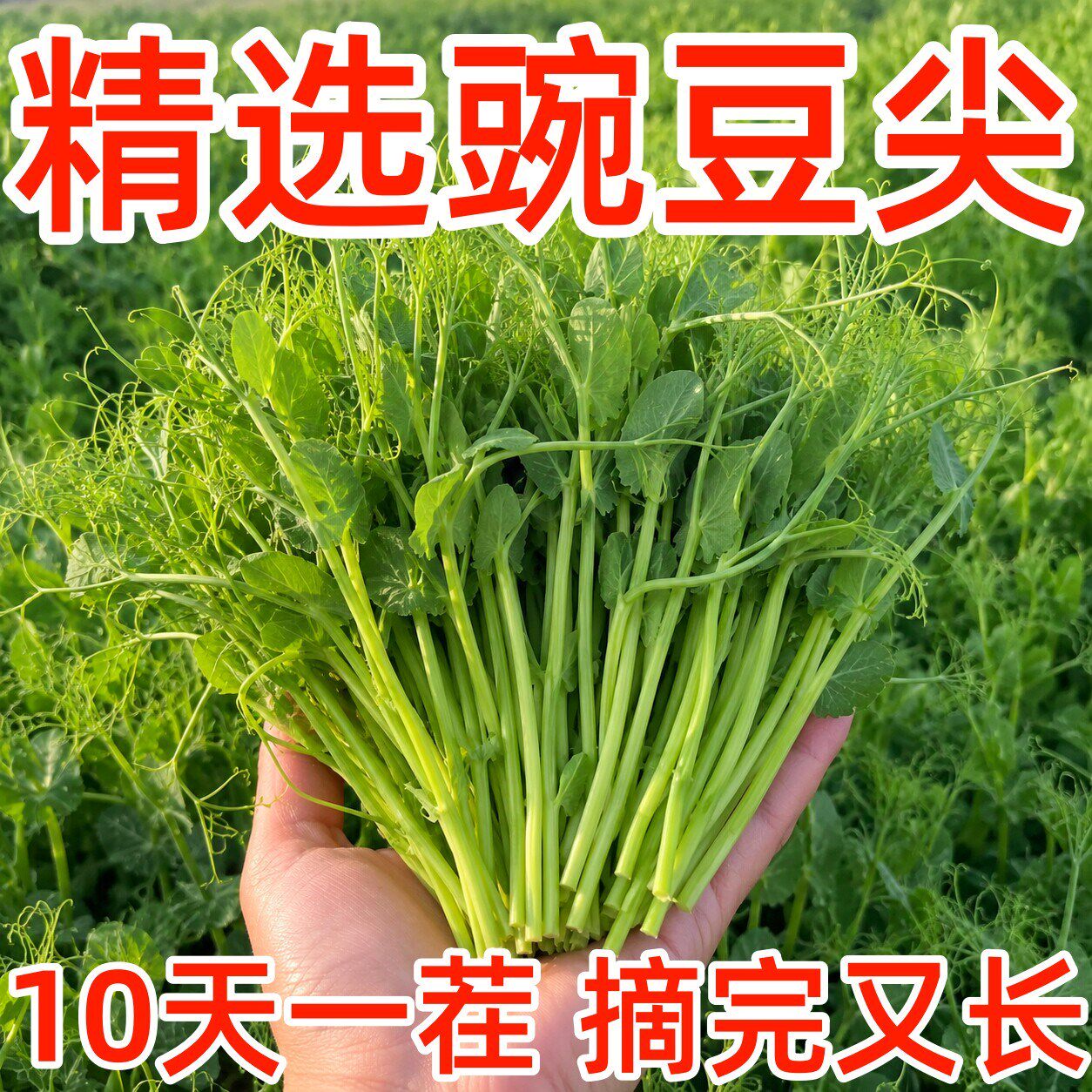 豌豆种子四季甜脆豌豆苗种专吃豌豆尖种籽阳台盆栽可水培蔬菜种孑